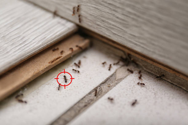 Best Pest Removal Services  in Oconto, WI