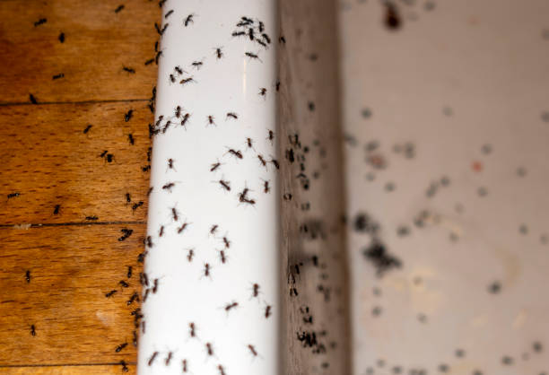 Best Mosquito Control Services  in Oconto, WI